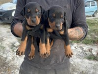 DOBERMAN YAVRULARI