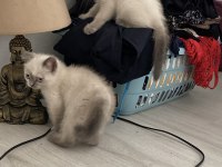 Scottısh Straight Bluepoint Kitten