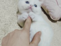 Minik exotic shorthair bebişler