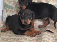 Doberman Yavrular