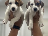 Jack Russel Terrier yavrular