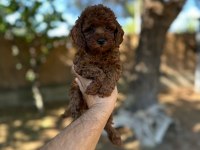 Irk Ve Sağlık Garantili Poodle Yavrular