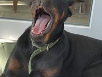 Dişi Safkan Doberman