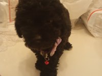 45 günlük poodle yavrumuz satılıktır
