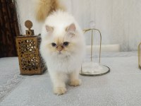Güzel kız iran kedisi