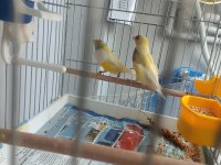 Goldian finch hazır takımlar