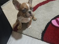 Chocolate merle fransız bulldog