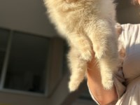 orjinal erkek ve dişi pomeranian boo