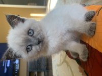 2 aylık tuvalet alışkanlığı kazanmış durumda scottish fold