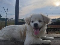 Maltese köpeğimize yuva arıyoruz