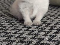 Scottish fold erkek yavru