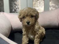 3.5 Kg Garantili Maltipoo Yavrular