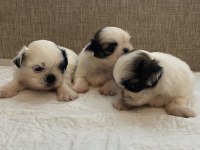 Shih tzu bebekleri