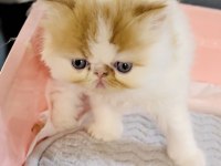 Safkan şecereli anne babanın Snoopy Exotic Longhair oğlu