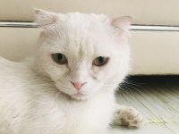 7 aylık erkek scottish fold