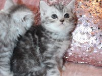 British shorthair 55 günlük