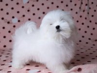 BİRBİRİNDEN GÜZEL SAFKAN MALTESE KÖPEKLER