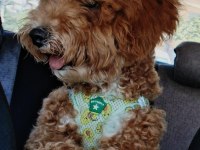6 aylık erkek poodle