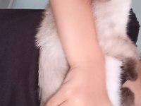 SİYAM ANNE KEDİMİZ VE 2 YAVRUSU SAHİPLENDİRİLECEK