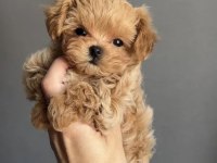 Korean Teacup Maltipoo Bebekler
