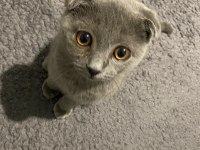 Scottish Fold 4 Aylık