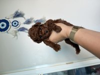 Teacup poodle