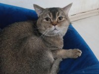SAHİPLENDİRİLECEK KEDİMİZ