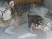 MASKELİ MAVİ GÖZLÜ SAFKAN HUSKY YAVRULAR