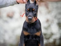 Irkının En Kalitelisi Doberman Yavrular
