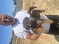 Safkan Alman Çoban Köpeği Yavruları
