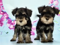 BLACK SİLVER MİNYATÜR SCHNAUZER YAVRU