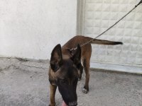 Sahibinden sahiplendirilecek belçika kurdu