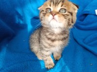 Erkek scottish fold erkek