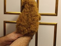 TOY POODLE KUZUMUZ