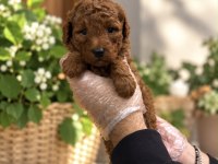 RED TOY POODLE YAVRULARIMIZ
