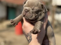 Mükemmel anatomi french bulldog bebekler