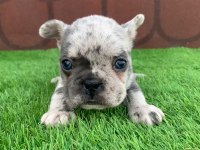 Kalıcı Renkli Gözlü Irk Garantili French Bulldog Yavrularım