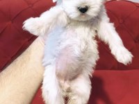 Mini Boy Maltese Terrier