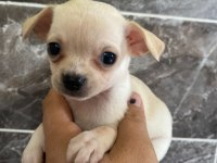 Chihuahua sevgililer gününe özel kampanya