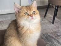 British Shorthair Dişi Yavrumuz