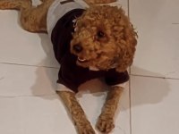 Acil yuvasını arıyoruz toy poodle