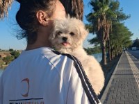 Terrie White Köpeğimiz