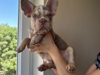 EGZOTİK YAVRU KÖPEKLER
