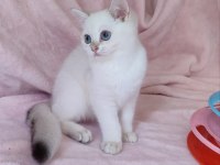 Safkan British Shorthair