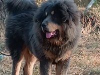 Dünyanın En Değerli Köpeği Tibet Mastifi