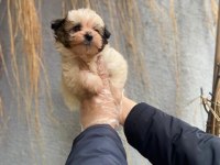 İlgi delisi yavru morkie