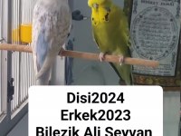 Şov Jumbo Muhabbet Kuşlar