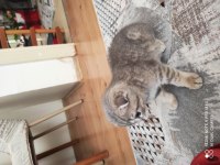 Scottish fold yavrumuz