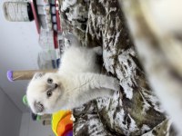 Scottish fold blue point bebekler