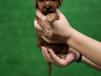 Toy poodle 1 dişi ve 1 erkek